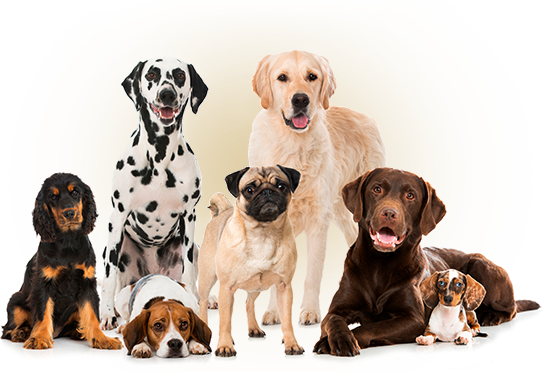 Perros